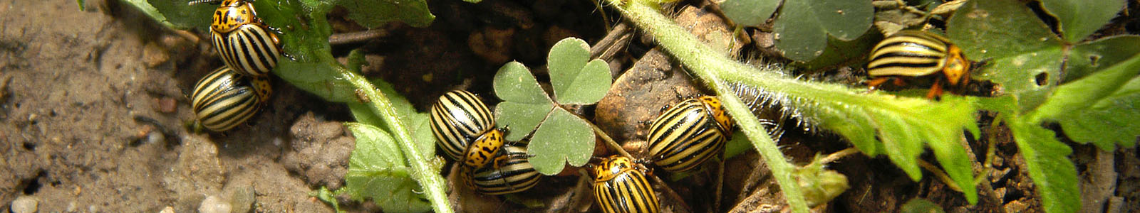 Kartoffelkäfer auf Blättern ©Feuerbach